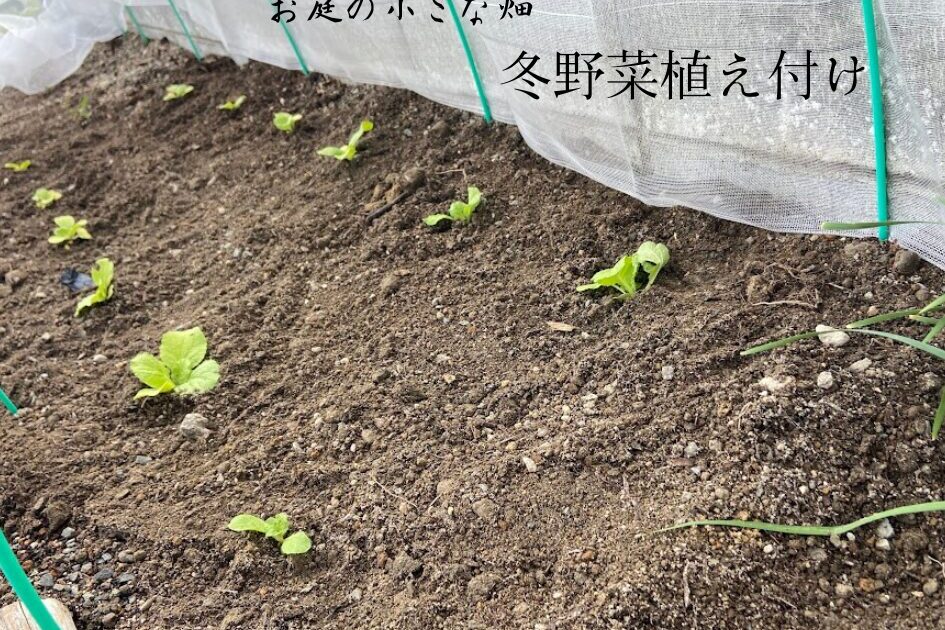 家庭菜園　冬野菜　植え付け