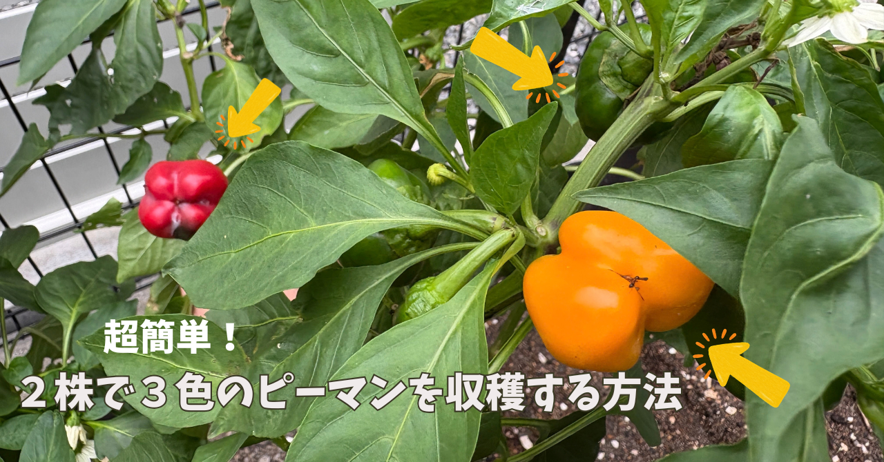 カラーピーマン２株で３色収穫する方法アイキャッチ