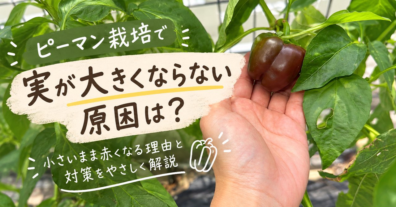 ピーマンの実が大きくならない　アイキャッチ