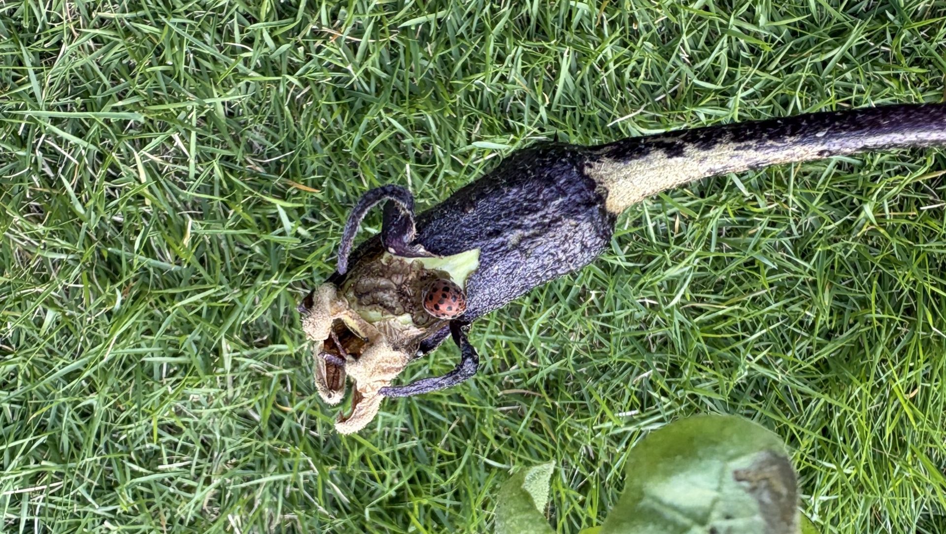 なすの実につくテントウムシダマシ